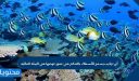 أي تركيب يسمح للأسماك بالتحكم في عمق غوصها في البيئة المائية