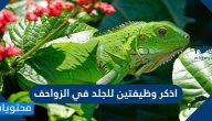 اذكر وظيفتين للجلد في الزواحف