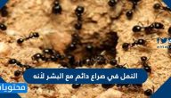 النمل في صراع دائم مع البشر لأنه