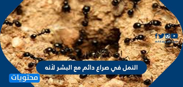 النمل في صراع دائم مع البشر لأنه