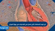 اين توجد الصمامات التي تعمل في اتجاه واحد في جهاز الدوران
