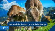 بهيمة الانعام التي ترعى العشب اكثر العام تسمى