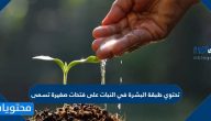 تحتوي طبقة البشرة في النبات على فتحات صغيرة تسمى
