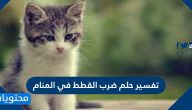 تفسير حلم ضرب القطط في المنام