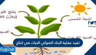 تفيد عملية البناء الضوئي النبات في