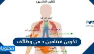 تكوين فيتامين د من وظائف وما اهميته لجسم الانسان