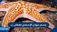 جسم حيوان الإسفنج مغطى ب