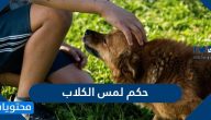 حكم لمس الكلاب وتربيتها واللعب معها
