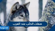 صفات الذئب عند العرب