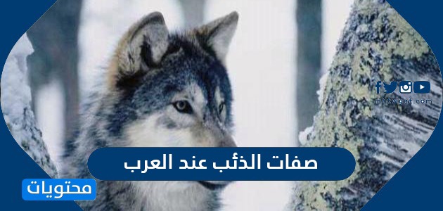 صفات الذئب عند العرب