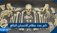 كم عدد عظام الانسان البالغ
