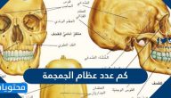 كم عدد عظام الجمجمة