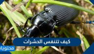 كيف تتنفس الحشرات