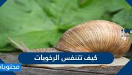 كيف تتنفس الرخويات