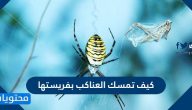 كيف تمسك العناكب بفريستها