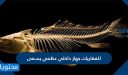 للفقاريات جهاز داخلي عظمي يسمى