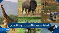 لماذا سميت الثدييات بهذا الاسم
