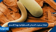 لماذا سميت الديدان الاسطوانية بهذا الاسم