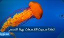 لماذا سميت اللاسعات بهذا الاسم