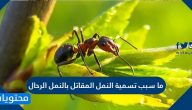 ما سبب تسمية النمل المقاتل بالنمل الرحال