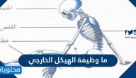 ما وظيفة الهيكل الخارجي