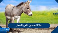 ماذا تسمى أنثى الحمار