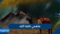ماهي ناقة الله وماذا كان مصيرها