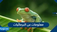 معلومات عن البرمائيات