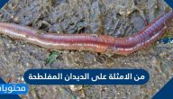 من الامثلة على الديدان المفلطحة