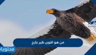 من هو اقوى طير جارح وأهم الطيور الجارحة بالتفصيل