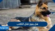 هل يجوز قتل الكلاب