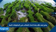 وضح كيف تؤثر زيادة اعداد الطحالب في المخلوقات الحية