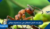 يبلغ عدد النمل المقاتل في مستعمرته حوالي