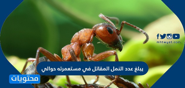 يبلغ عدد النمل المقاتل في مستعمرته حوالي