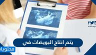 يتم انتاج البويضات في