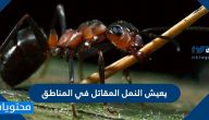 يعيش النمل المقاتل في المناطق