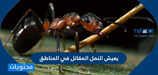 يعيش النمل المقاتل في المناطق