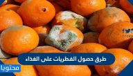 طرق حصول الفطريات على الغذاء