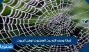 لماذا وصف الله بيت العنكبوت اوهن البيوت