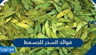 فوائد السدر للجسم والبشرة والشعر والعيون