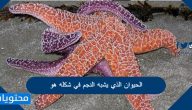الحيوان الذي يشبه النجم في شكله هو