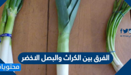 الفرق بين الكراث والبصل الاخضر وأهم 8 فوائد صحية للبصل الأخضر