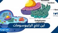اين تنتج الرايبوسومات