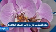 عدد البتلات في ذوات الفلقة الواحدة