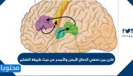 قارن بين نصفي الدماغ الأيمن والأيسر من حيث طريقة التفكير