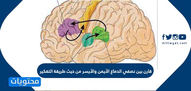 قارن بين نصفي الدماغ الايمن والايسر من حيث التفكير