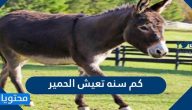 كم سنه تعيش الحمير