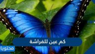 كم عين للفراشة وأهم المعلومات عن الفراشة ودورة حياتها