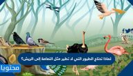 لماذا تحتاج الطيور التي لا تطير مثل النعامة إلى الريش؟