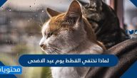 لماذا تختفي القطط يوم عيد الاضحى